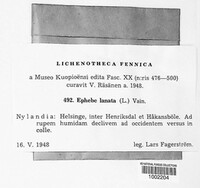 Ephebe lanata image